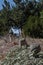 Middle Eastern traditional cemetery. Middle Eastern traditional cemetery. Ancient tombstone. Orange moss covered stone