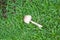 Middle Grass Mushroom