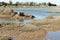 In the middle of the lagoon of ria formosa at low tide