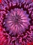 Middle part of poppy flower, bright red-purple geometric pattern, macro