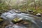 Middle Prong spring, Great Smoky Mountains