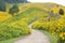 Middle Road flower field