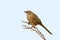 Middle size photo of an Arabian babbler Turdoides squamiceps