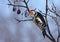 Middle spotted woodpecker