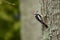 Middle Spotted Woodpecker