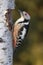 Middle spotted woodpecker