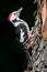 Middle spotted woodpecker