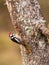 MIddle Spotted Woodpecker