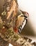 Middle-spotted Woodpecker