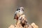 Middle spotted woodpecker closeup portrait in soft morning light.