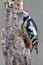 Middle Spotted Woodpecker Dendrocopos medius.