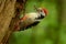 Middle Spotted Woodpecker - Dendrocopos medius