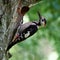 Middle Spotted Woodpecker & x28;Dendrocopos medius& x29; in natural habita