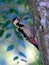 Middle Spotted Woodpecker & x28;Dendrocopos medius& x29; outdoor