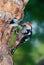 Middle spotted woodpecker feeding chick