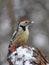 Middle spotted woodpecker with prey