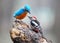 Middle spotted woodpecker With a stuffed bird. Kingfiser.