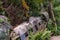 Middle and tail section of airplane wreck in jungle, Kuranda Australia.