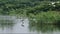 In the middle of the water stands a stork crane against a faint background