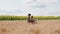 In the middle of wheat field African lady and her partner man farmer have a discussion about some deals they take the