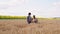 In the middle of wheat field beautiful African lady and good looking man farmer discussing about the ears of wheat they