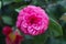 Middlemist Camelia-The rare plant, brought to Britain from China, Camellia of rare pink color, spring floral background