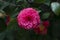 Middlemist Camelia-The rare plant, brought to Britain from China, Camellia of rare pink color, spring floral background