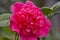 Middlemist Camelia-The rare plant, brought to Britain from China, Camellia of rare pink color, spring floral background