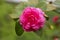 Middlemist Camelia-The rare plant, brought to Britain from China, Camellia of rare pink color, spring floral background