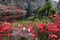 Middleton Plantation SC Azalea Garden in Bloom