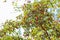 Midland hawthorn Crataegus laevigata bush with red berries