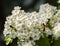 Midland hawthorn Crataegus laevigata, white flowering tree in springtime, Europe