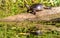 Midland Painted Turtle