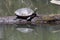 Midland Painted Turtle