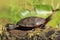 Midland Painted Turtle Basking on a Log