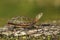 Midland Painted Turtle Basking on a Log