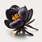 Midnight Bloom: The Enchanting Black Crocus