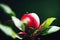 In the midnight garden. A lustrous crimson apple sings its melodic tale amongst the enchanted shadow. AI-generated