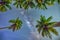 Midnight landscape with coconut palm tree Silhouette and Milky Way in the sky