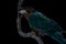 Midnight Macaw, Neon parrot on a rope against a black background digital painting.