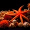Midnight Serenity: Dried Starfish and Corals Creating a Tranquil Scene on a Black Canvas