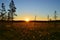 The midnight sun in the swamp in Finnish Lapland.