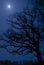 Midnight tree