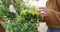 Midsection of caucasian woman repotting yellow flowers in sunny garden