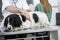 Midsection Of Doctor Examining Border Collie On Table