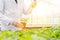 Midsection of male biochemist using pipette on seedling in plant nursery