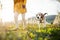 Midsection of senior woman with a pet dog on a walk in spring orchard.