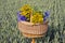 Midsummer time various medical herbs wicker basket