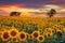 Midwest Blooming Sunflower Field