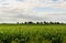 Midwest cornfield in the afternoon.